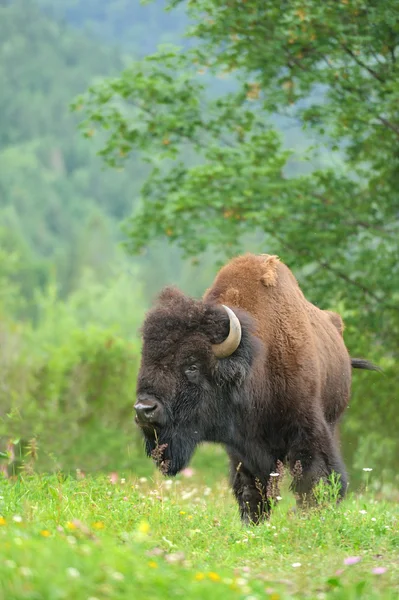 Bisonte — Foto de Stock