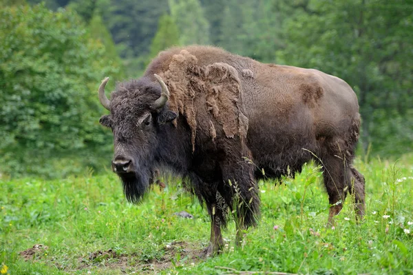 Bison... — Fotografia de Stock