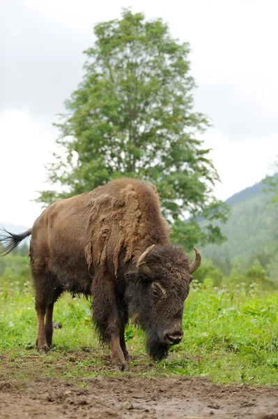 Bison... — Fotografia de Stock