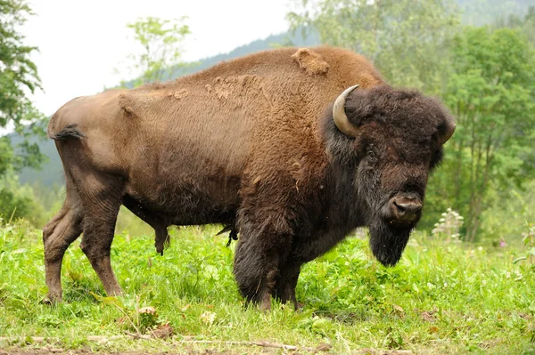 Bison – stockfoto