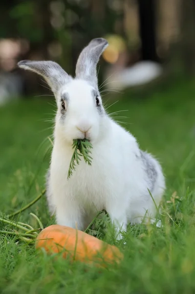 Rabbit — Stock Photo, Image