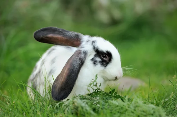 Conejo — Foto de Stock