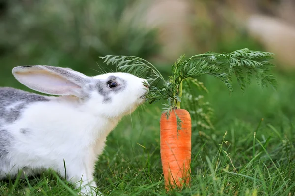 Conejo — Foto de Stock