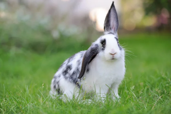 Kaninchen — Stockfoto