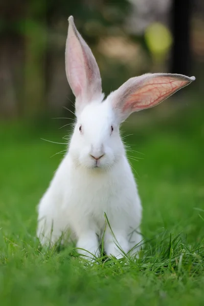 Conejo — Foto de Stock