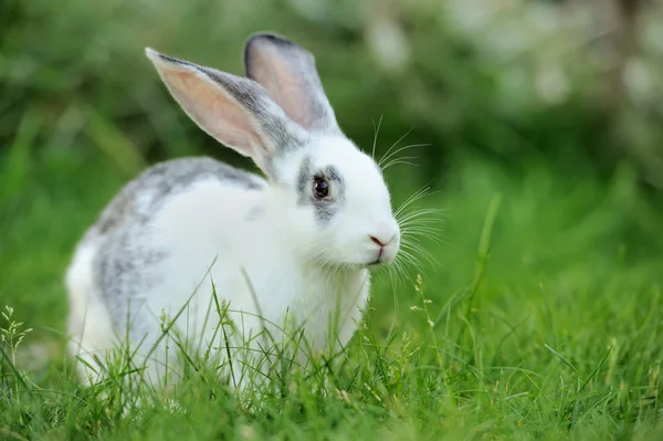 Rabbit — Stock Photo, Image