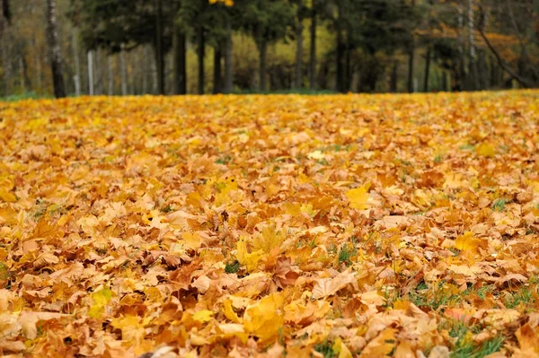 Colorful foliage in the autumn park — Stock Photo, Image