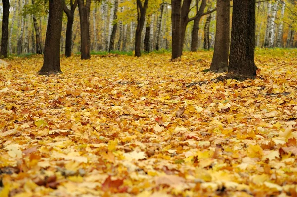 가을 공원에 있는 화려 한 잎들 — 스톡 사진