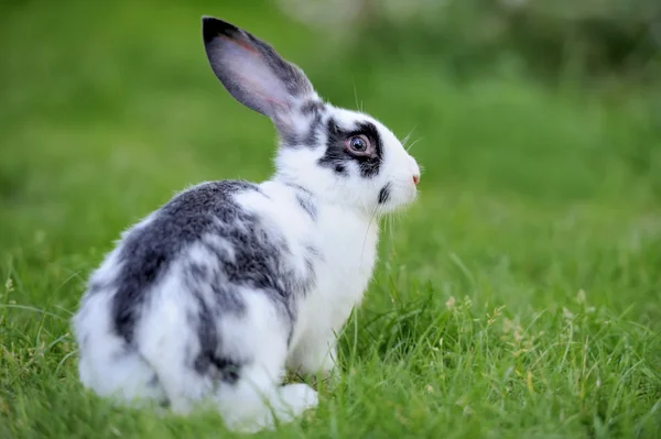 Rabbit — Stock Photo, Image