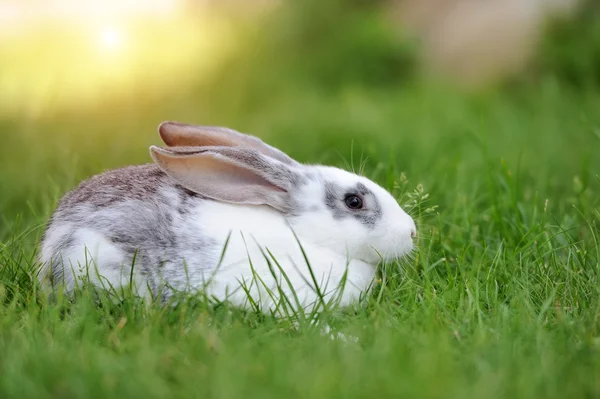 Kaninchen — Stockfoto