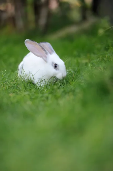 Rabbit — Stock Photo, Image