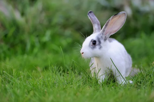 Rabbit — Stock Photo, Image