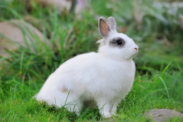 Kaninchen — Stockfoto