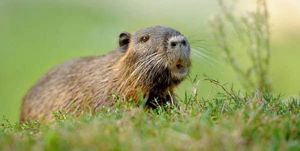 Ondatra pižmová (ondatra zibethicus) — Stock fotografie