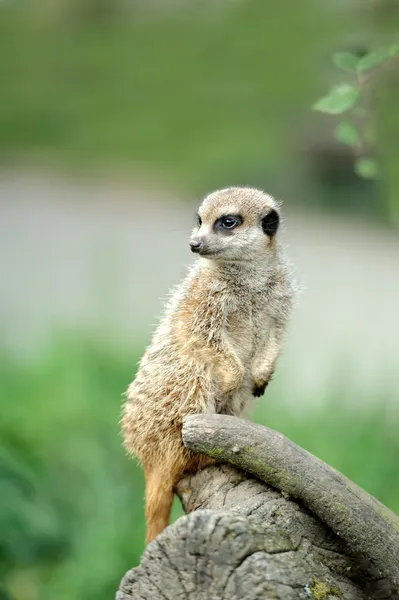 Meerkat. — Fotografia de Stock