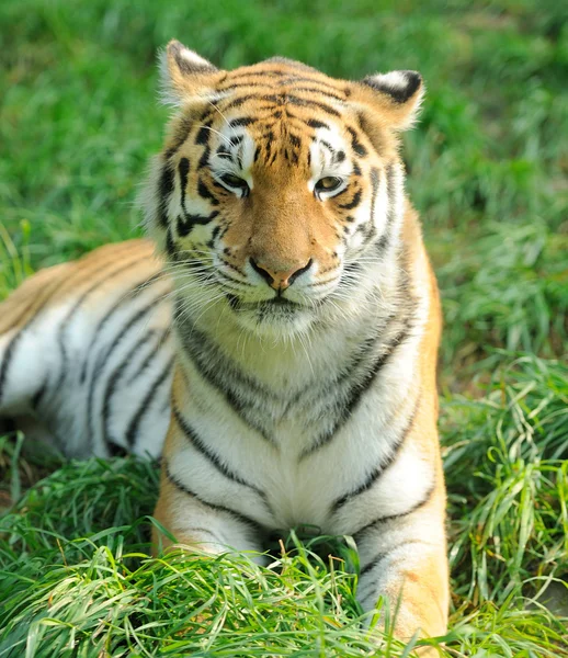 Tiger — Stockfoto