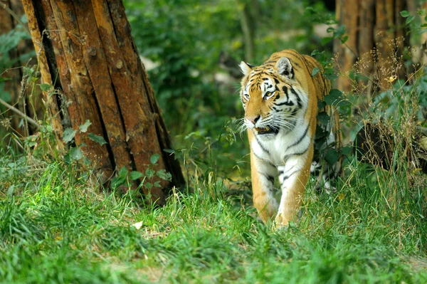 Tiger — Stockfoto