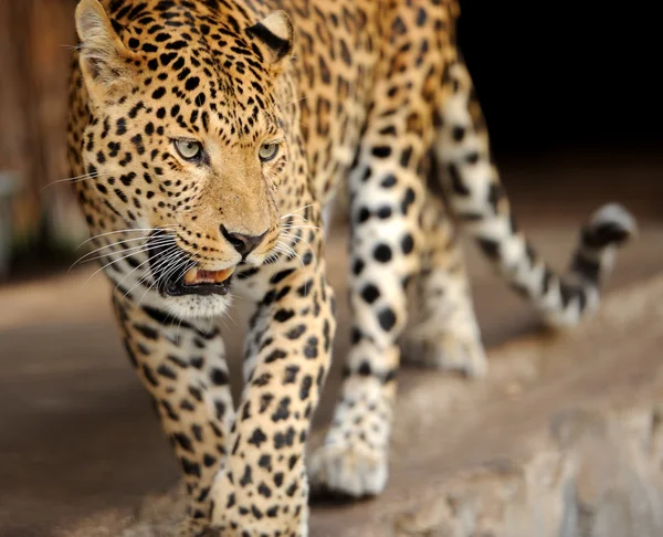 Leopard — Stockfoto