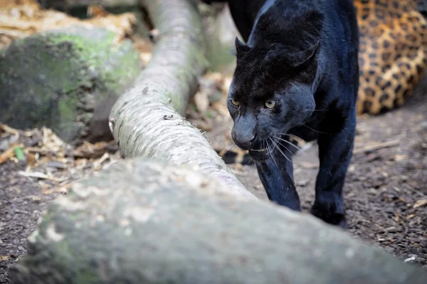 Leopardo — Foto Stock