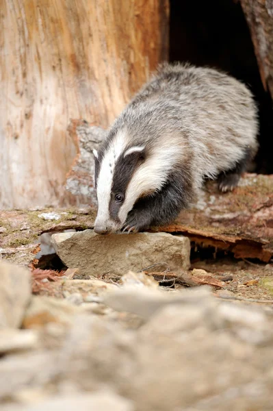 Badger — Stok Foto