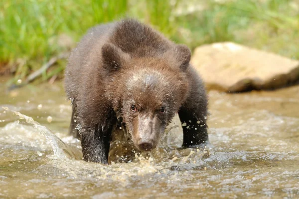 Καφέ αρκούδα cub — Φωτογραφία Αρχείου