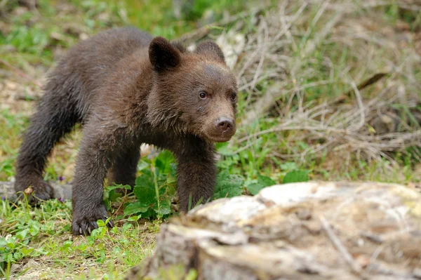 Bruine beer cub — Stockfoto