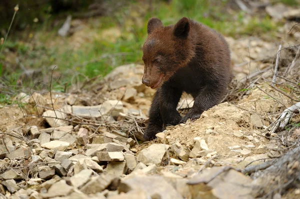 棕色的熊崽 — 图库照片