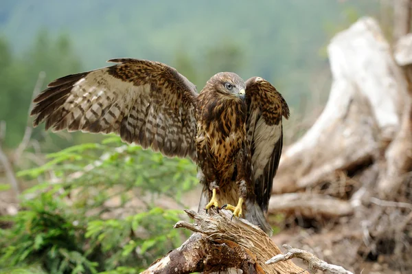 Hawk — Stockfoto