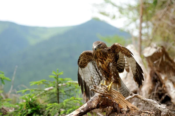 Hawk — Stockfoto