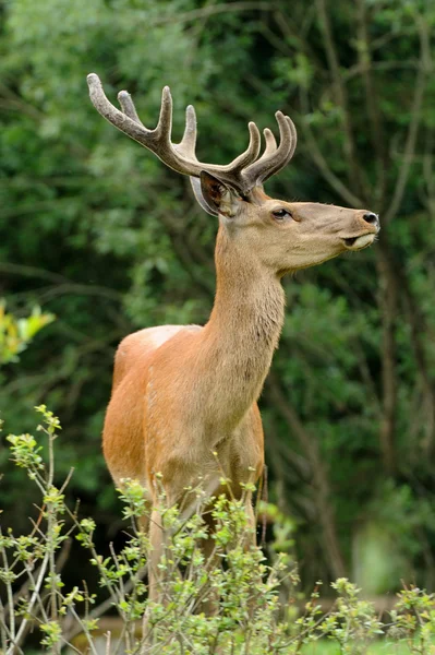 Deer — Stock Photo, Image