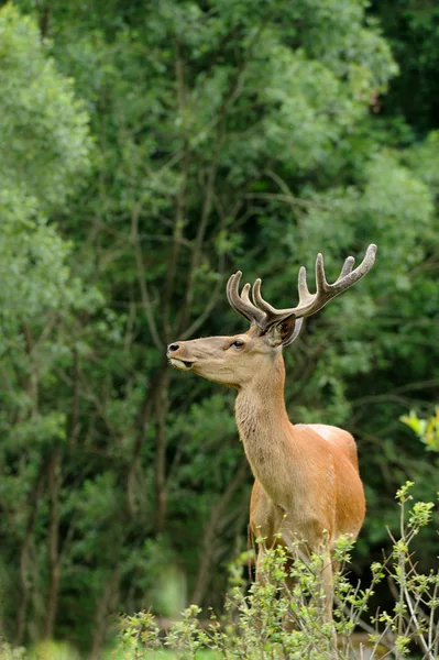 Herten — Stockfoto