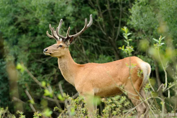 Deer — Stock Photo, Image