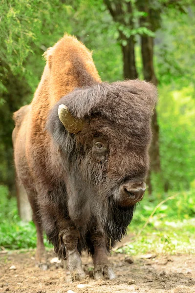 Bison – stockfoto