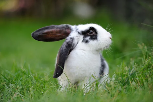 Rabbit — Stock Photo, Image