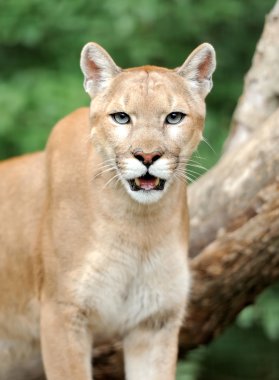 vahşi doğada platolarının