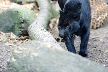 siyah leopar