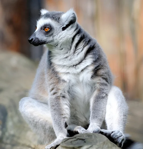 Anello Lemur coda — Foto Stock