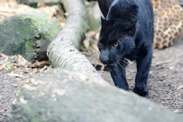 Black leopard — Stock Photo, Image