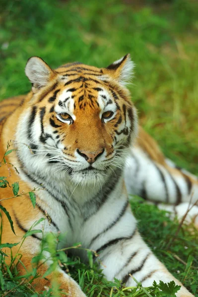 Tiger — Stockfoto