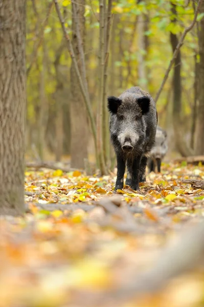 Jabalí macho en otoño, en el bosque —  Fotos de Stock