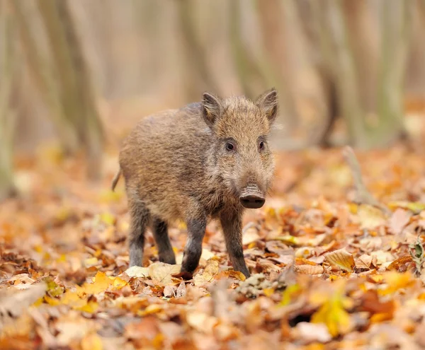 Junges Wildschwein im Wald — Stockfoto