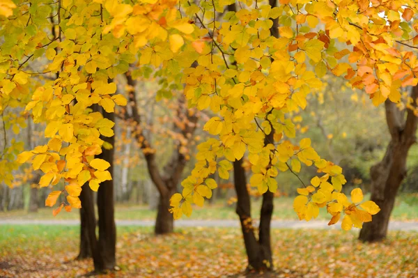 Колекція красивих барвистих осінніх листя — стокове фото