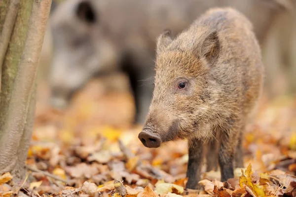 Junges Wildschwein im Wald — Stockfoto