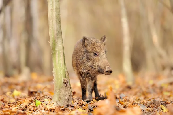 Young wild boar in forest Stock Picture