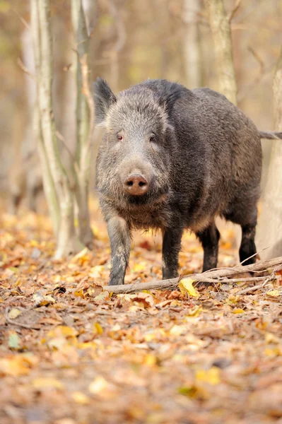 Male wild boar in autumn, in the forest Stock Image
