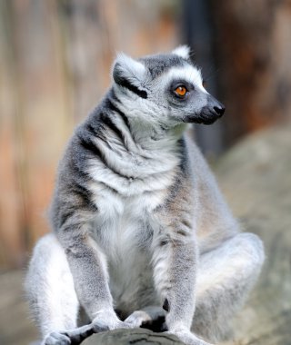 Lemur