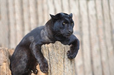 leopar