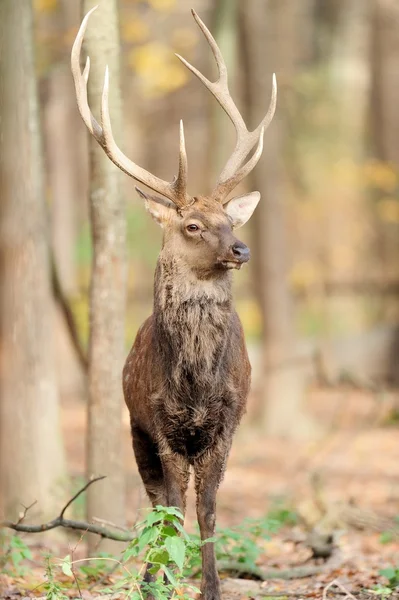 Herten — Stockfoto