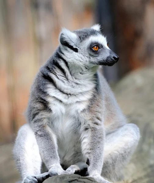 Lemur — Stockfoto