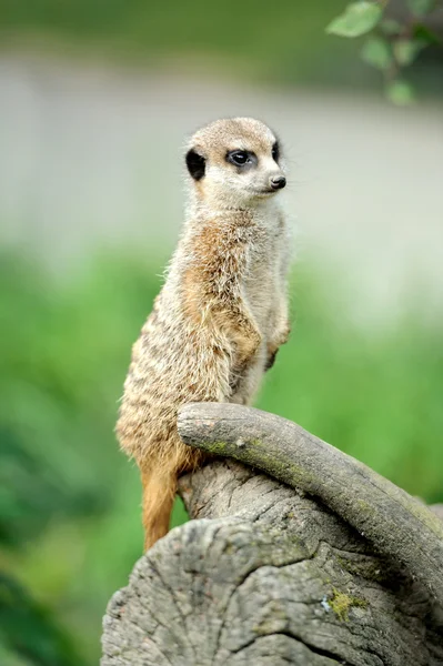 Meerkat. — Fotografia de Stock